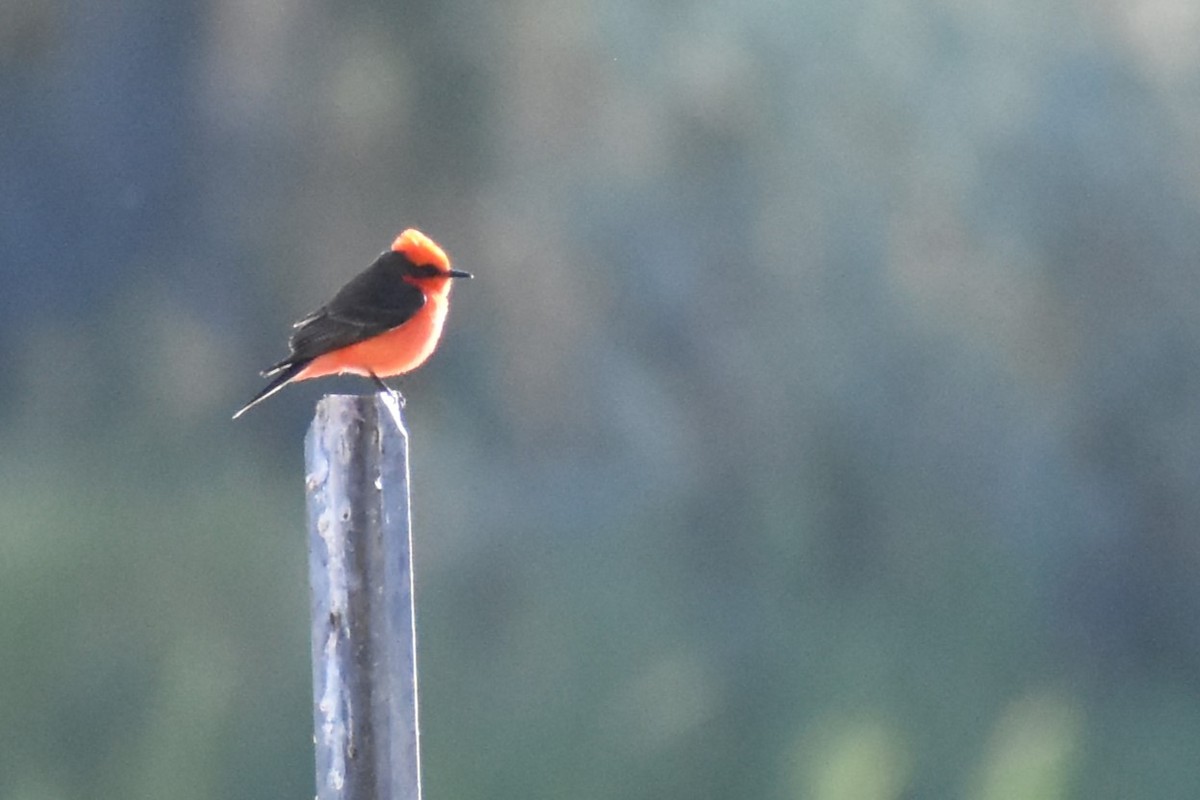 Vermilion Flycatcher - Holly Jackson