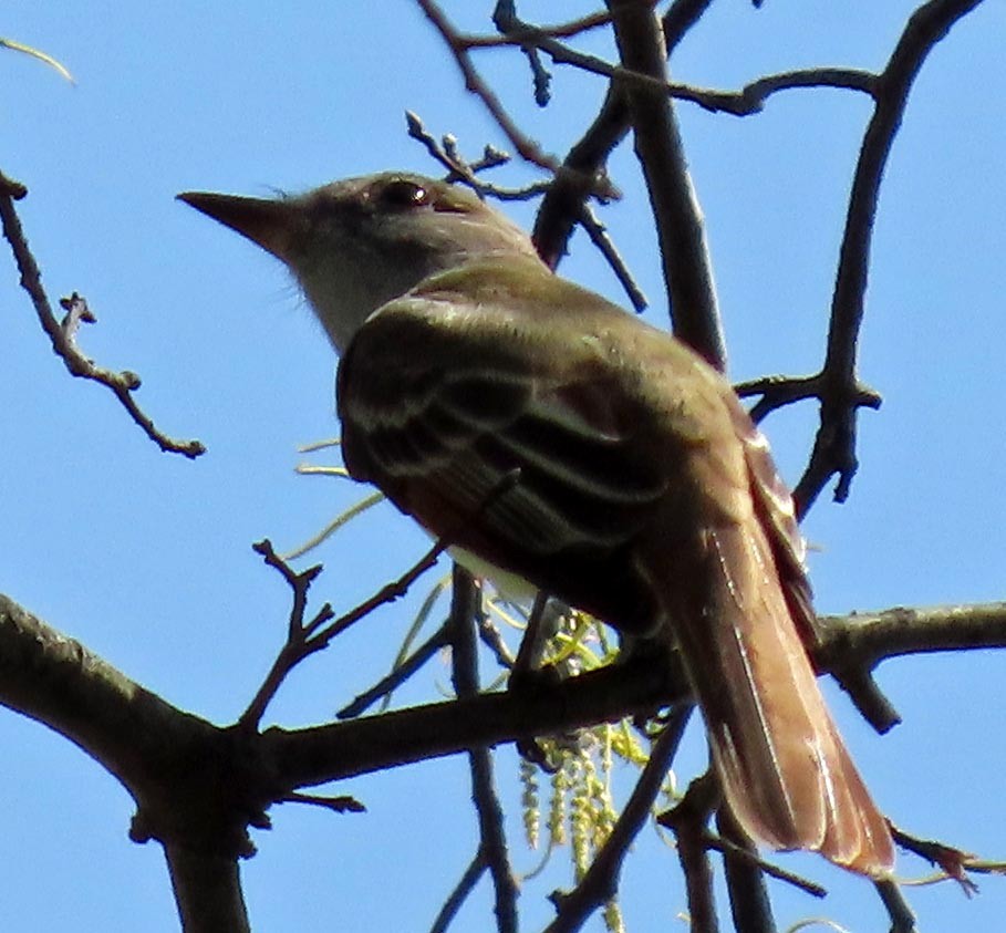 Great Crested Flycatcher - ML618178032