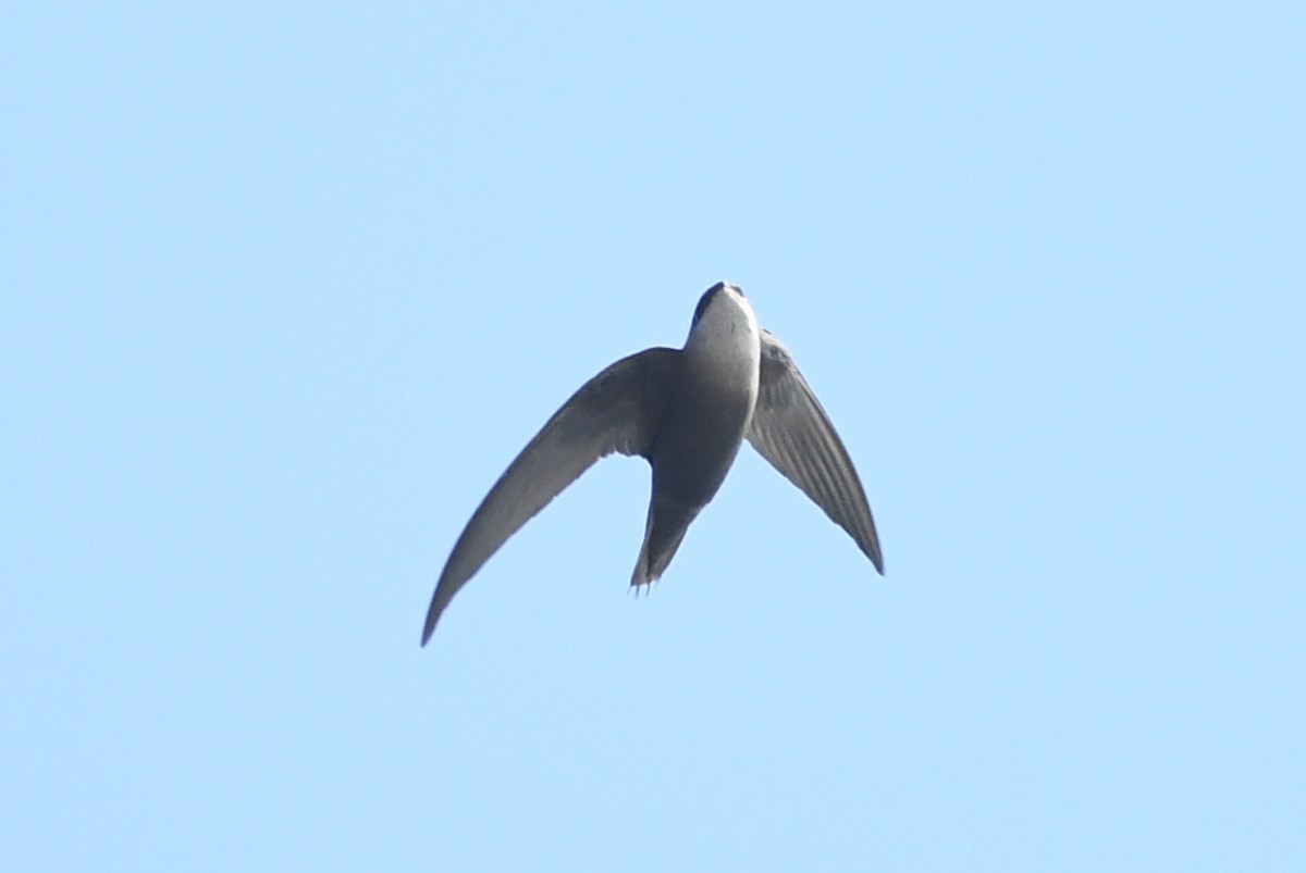 Chimney Swift - Kiah R. Jasper