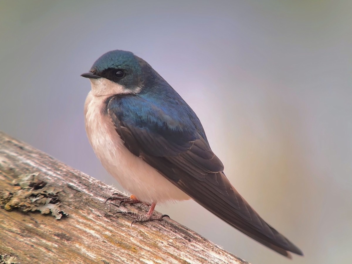 Golondrina Bicolor - ML618178039