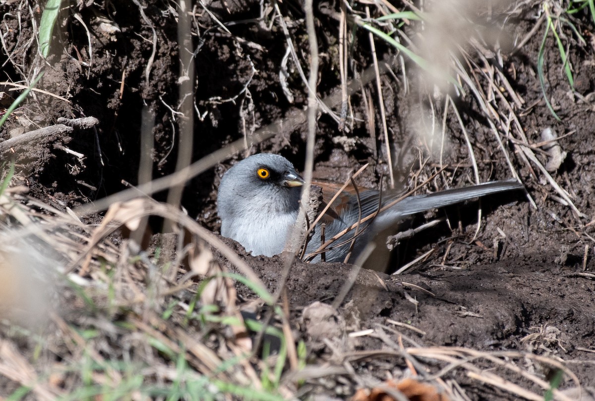 Yellow-eyed Junco - Henry  Trimpe