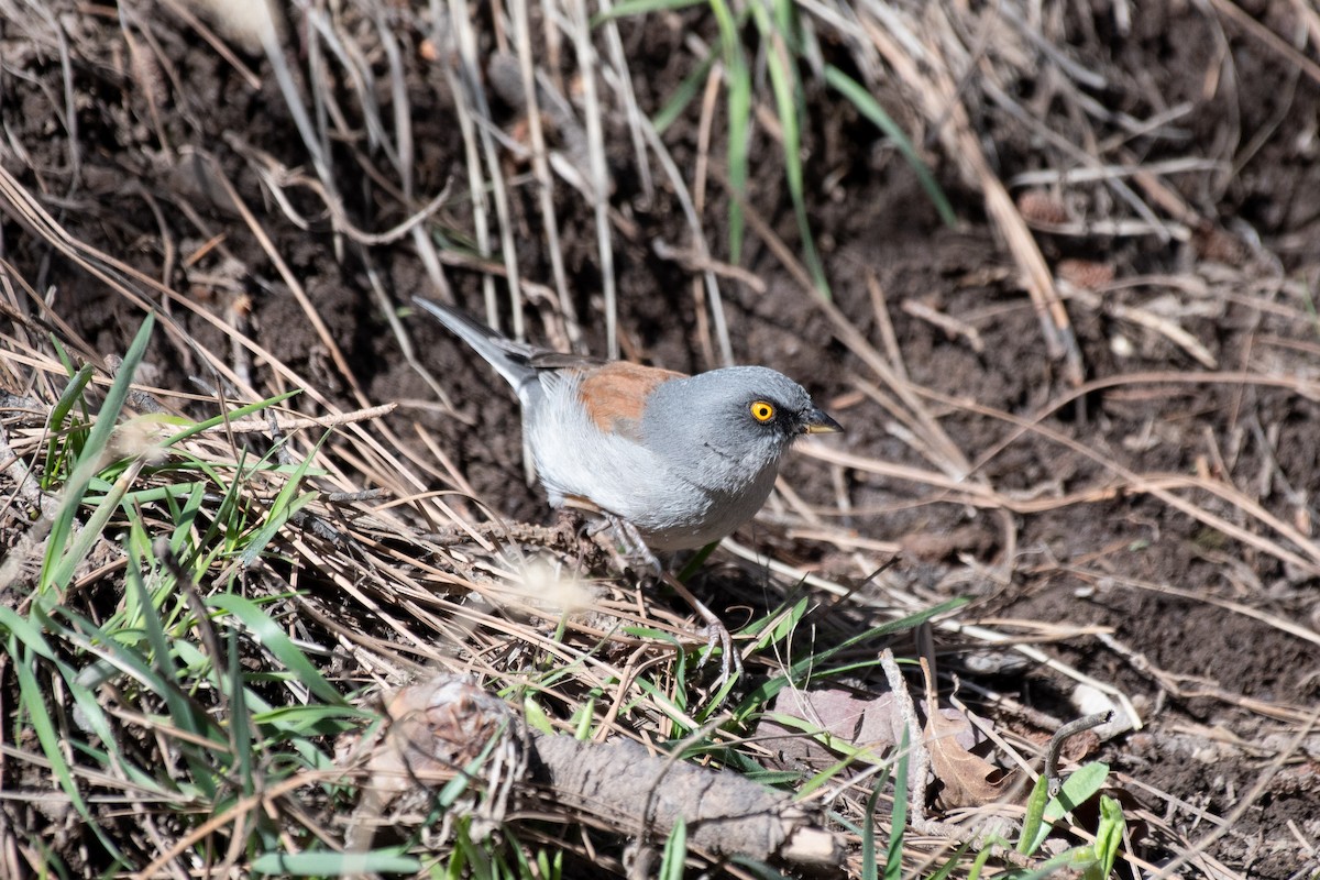 Yellow-eyed Junco - Henry  Trimpe