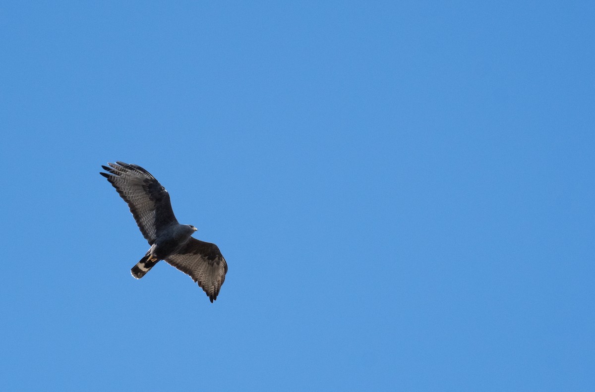 Zone-tailed Hawk - Henry  Trimpe