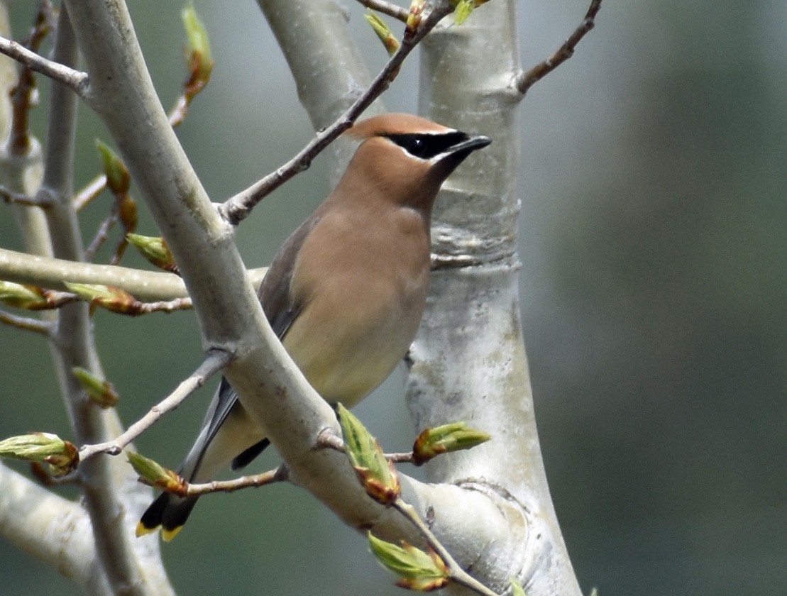 Cedar Waxwing - ML618178189