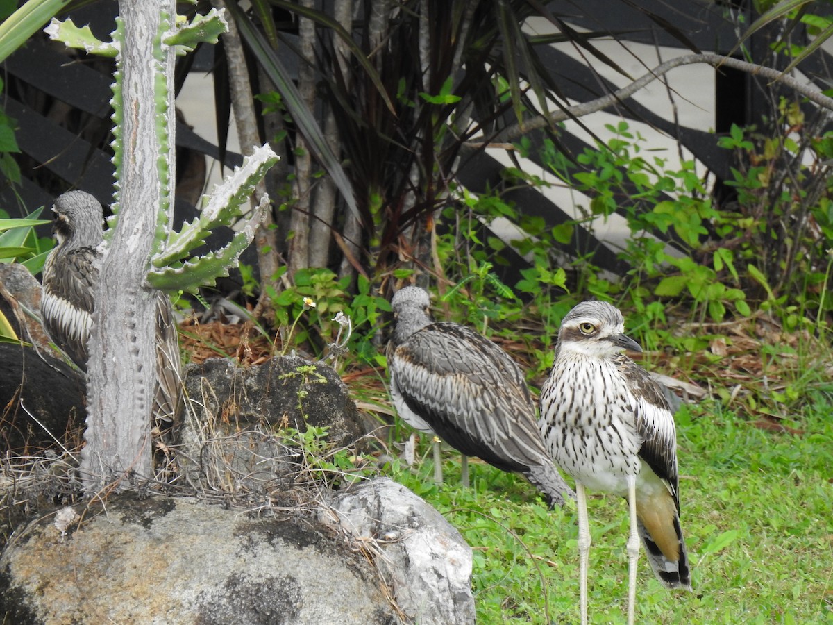 Bush Thick-knee - Monica Mesch