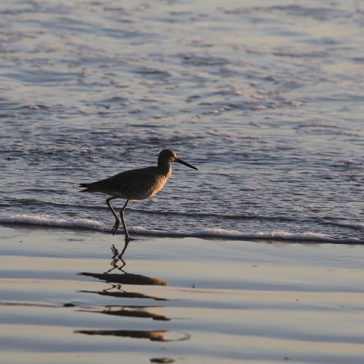 Willet - Lori Large