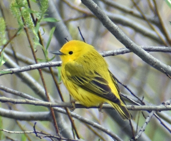Yellow Warbler - Carol Berney