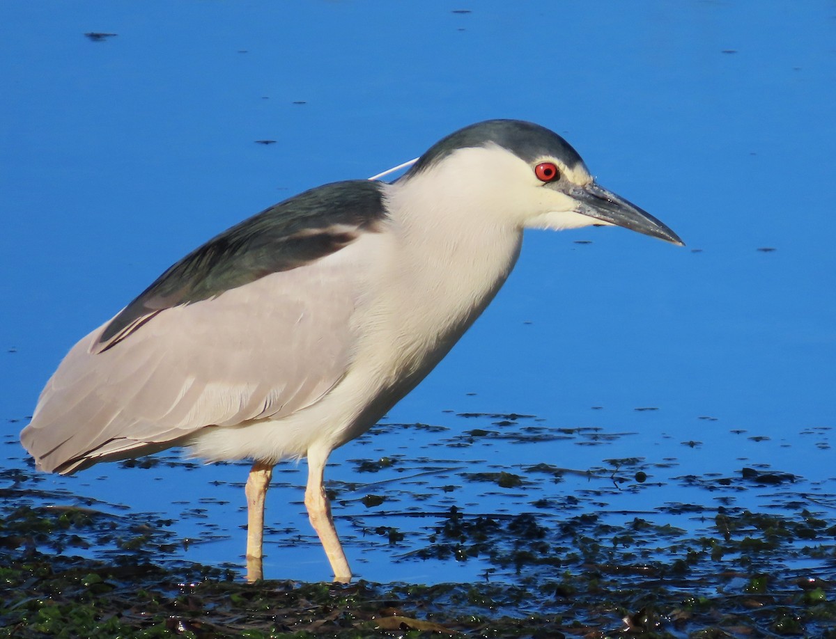 Black-crowned Night Heron - Maggie Smith