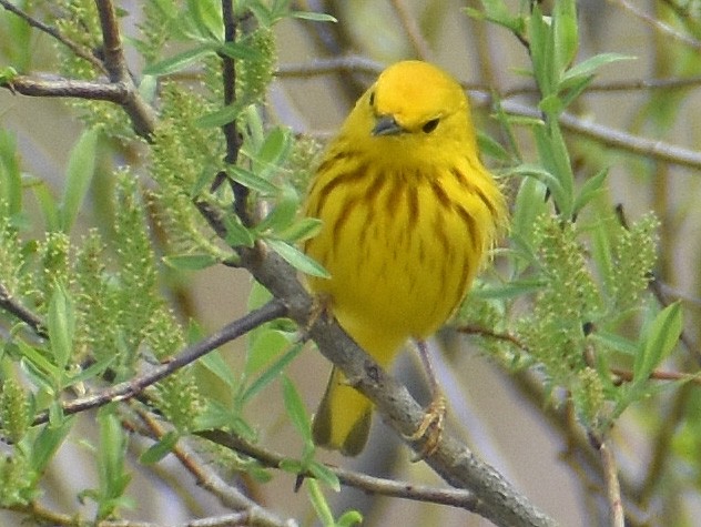 Yellow Warbler - Carol Berney