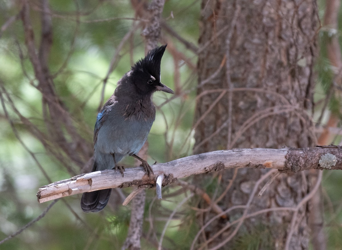 Steller's Jay - ML618178290