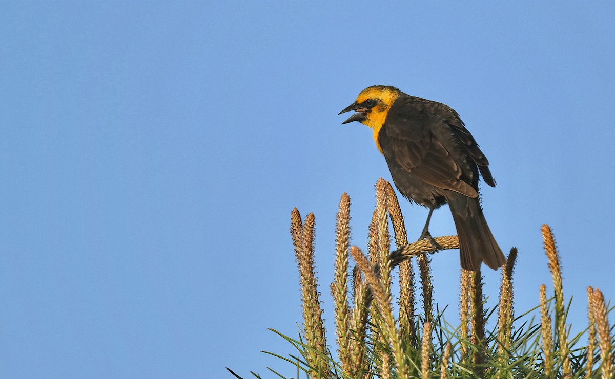 Yellow-headed Blackbird - Barbara Wise