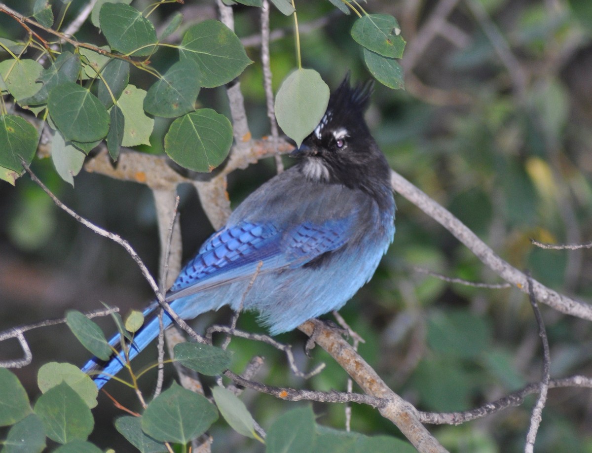 Steller's Jay - ML618178374