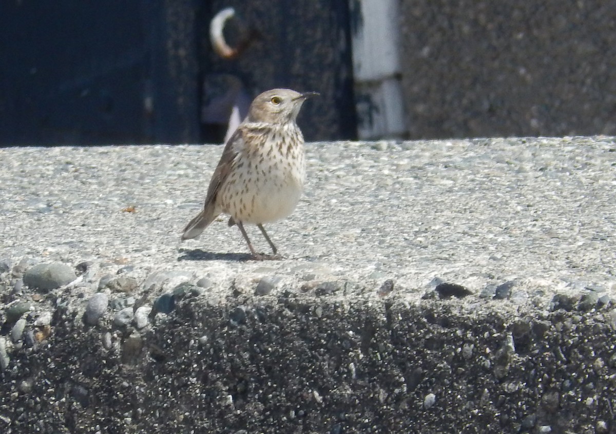 Sage Thrasher - Allan Jensen