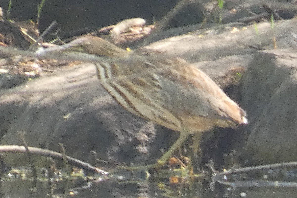 American Bittern - ML618178399