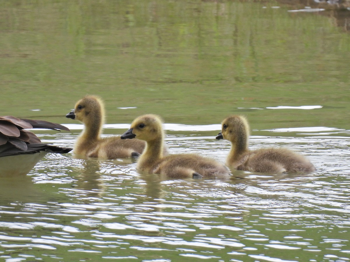 Canada Goose - ML618178519