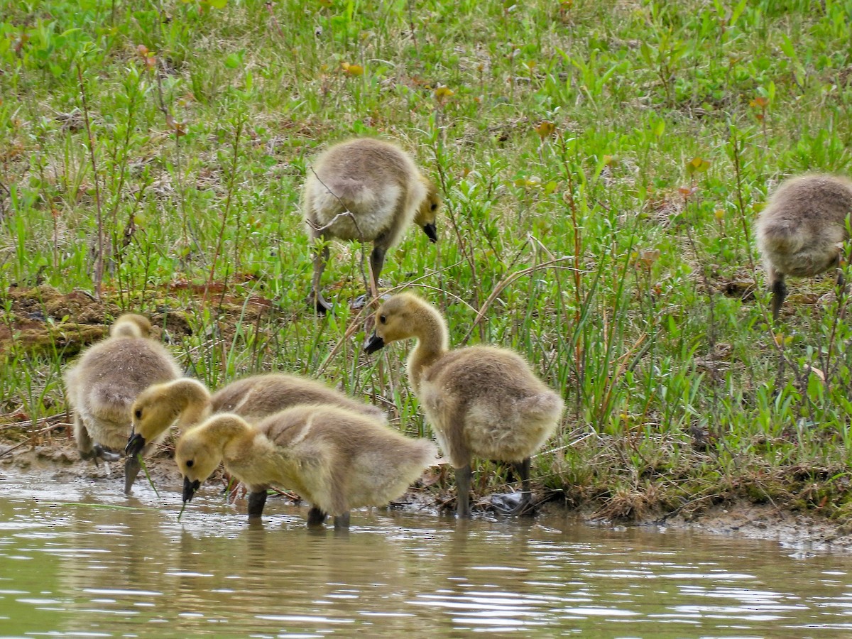 Canada Goose - ML618178521