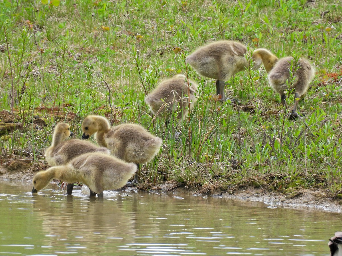 Canada Goose - ML618178522