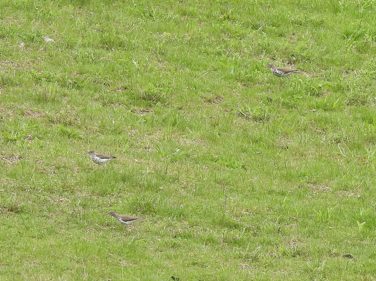 Spotted Sandpiper - ML618178529