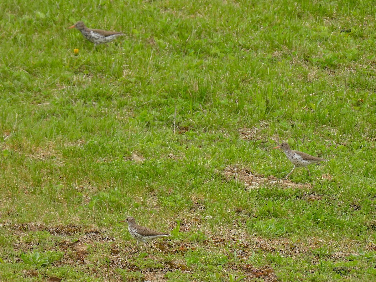 Spotted Sandpiper - ML618178530
