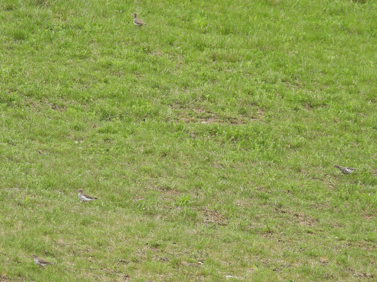 Spotted Sandpiper - ML618178531