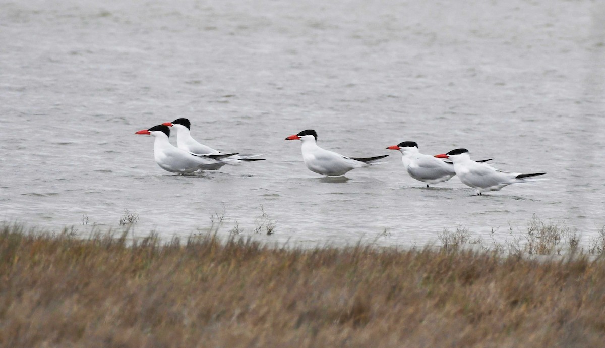 Caspian Tern - Colin Maguire