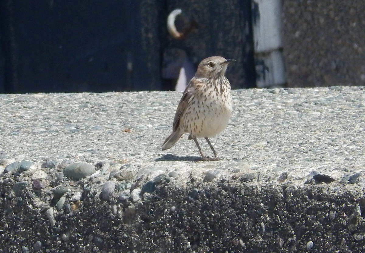 Sage Thrasher - Allan Jensen