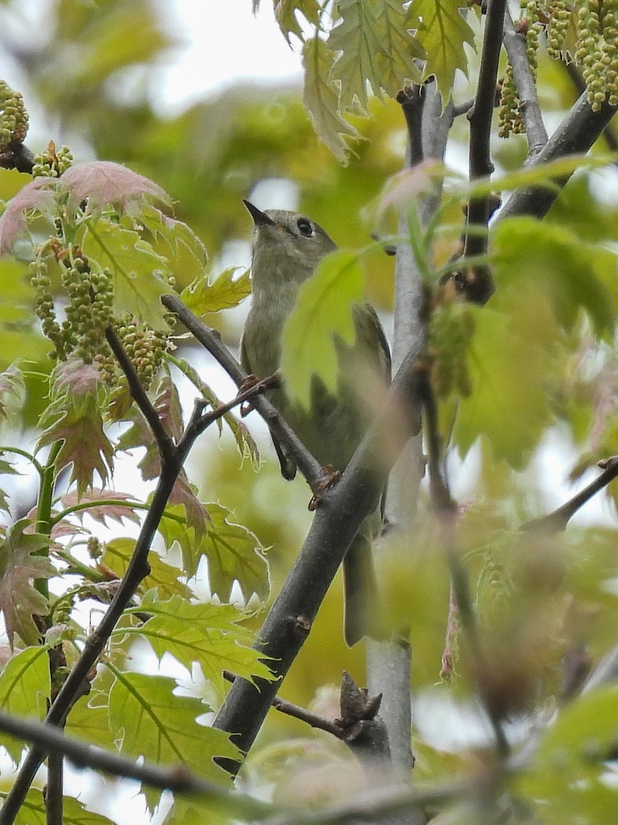 Ruby-crowned Kinglet - ML618178561