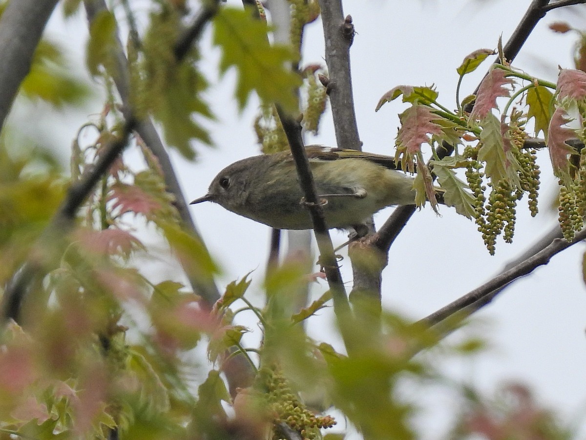 Ruby-crowned Kinglet - ML618178562