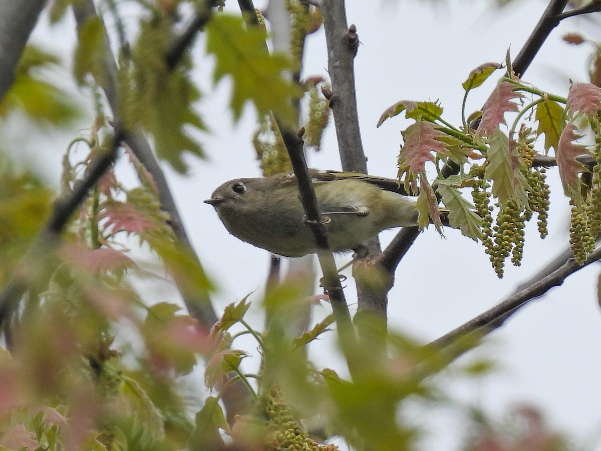 Ruby-crowned Kinglet - ML618178563