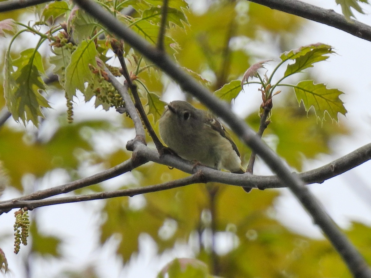 Ruby-crowned Kinglet - ML618178564