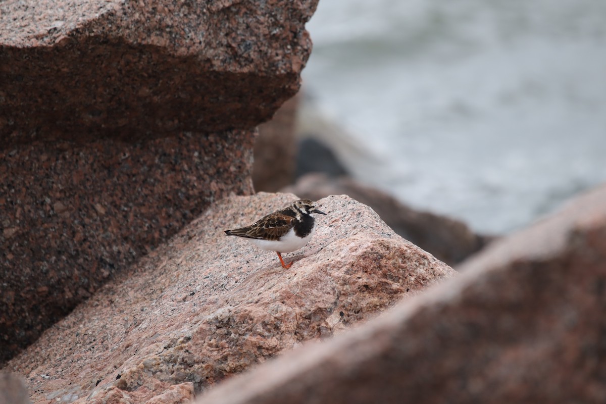 Ruddy Turnstone - Jeff Schroeder