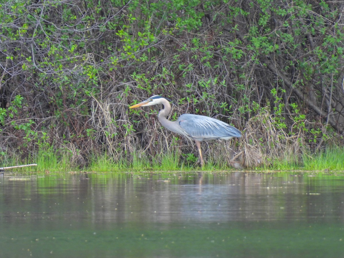 Great Blue Heron - ML618178575