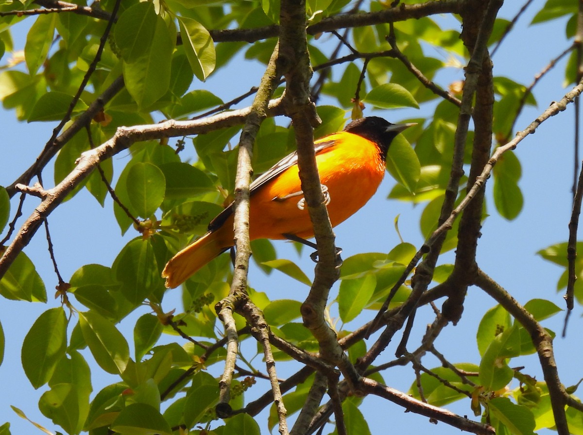 Baltimore Oriole - Jennifer Wilson-Pines