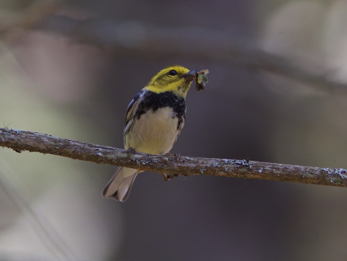 Black-throated Green Warbler - ML61817861