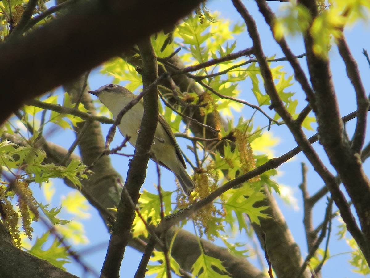 Vireo Solitario - ML618178620