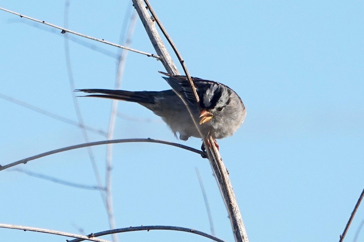 White-crowned Sparrow - ML618178621