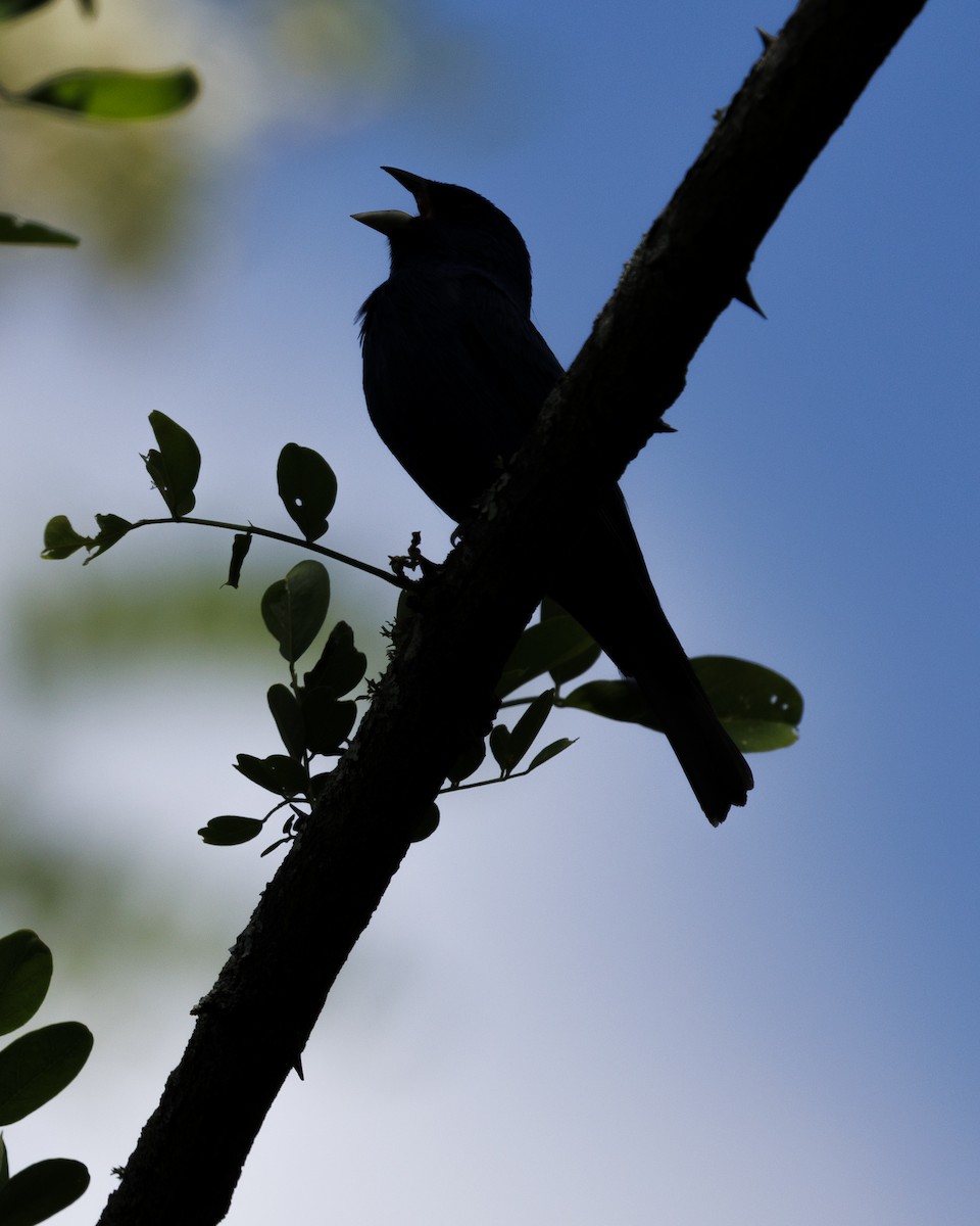 Indigo Bunting - ML618178636