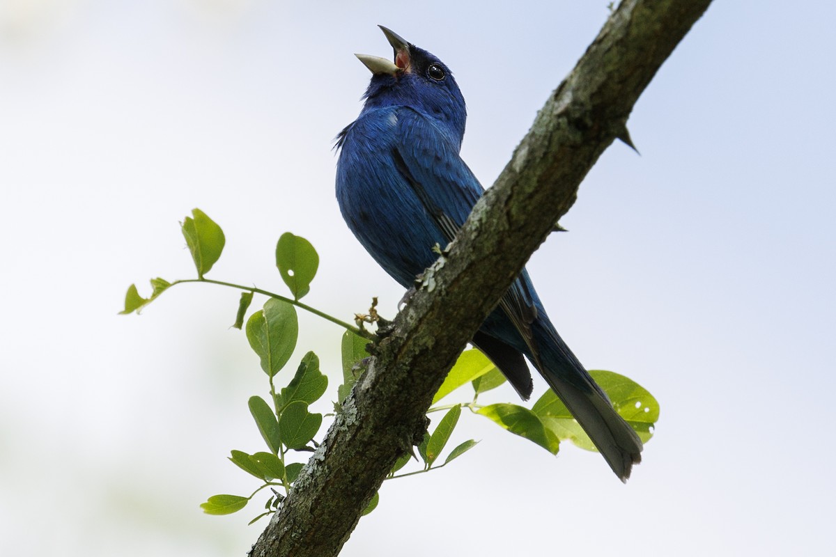 Indigo Bunting - Tommy Quarles