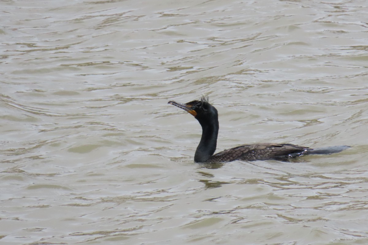 Cormoran à aigrettes - ML618178647