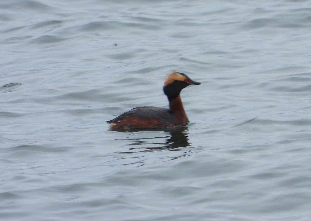 Horned Grebe - Wayne Palsson