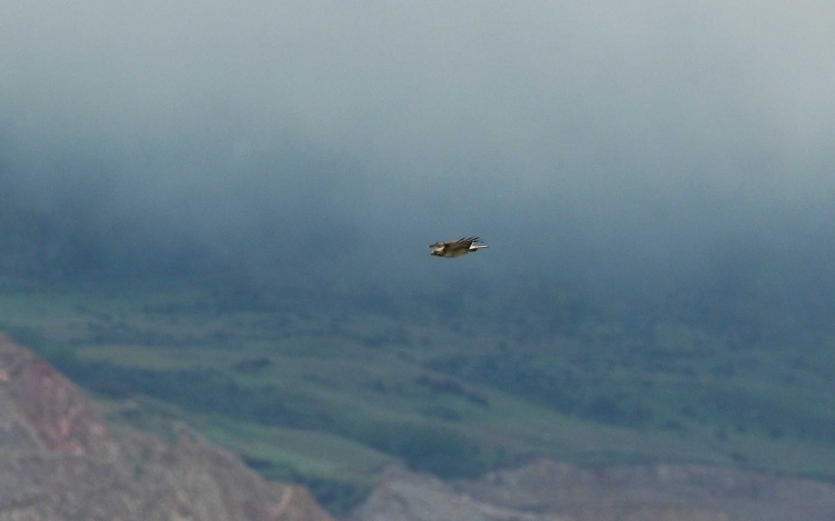 Red-tailed Hawk (calurus/alascensis) - Colin Maguire