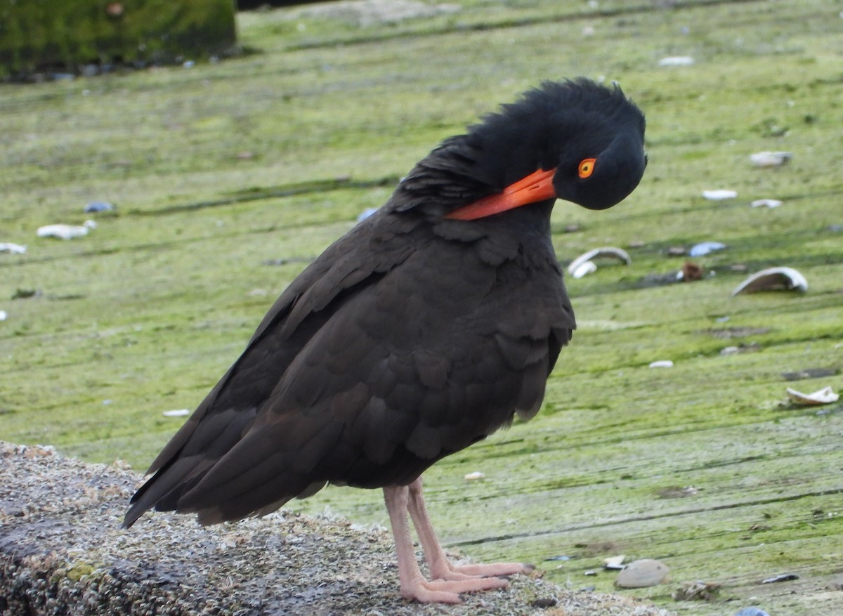 Black Oystercatcher - Wayne Palsson