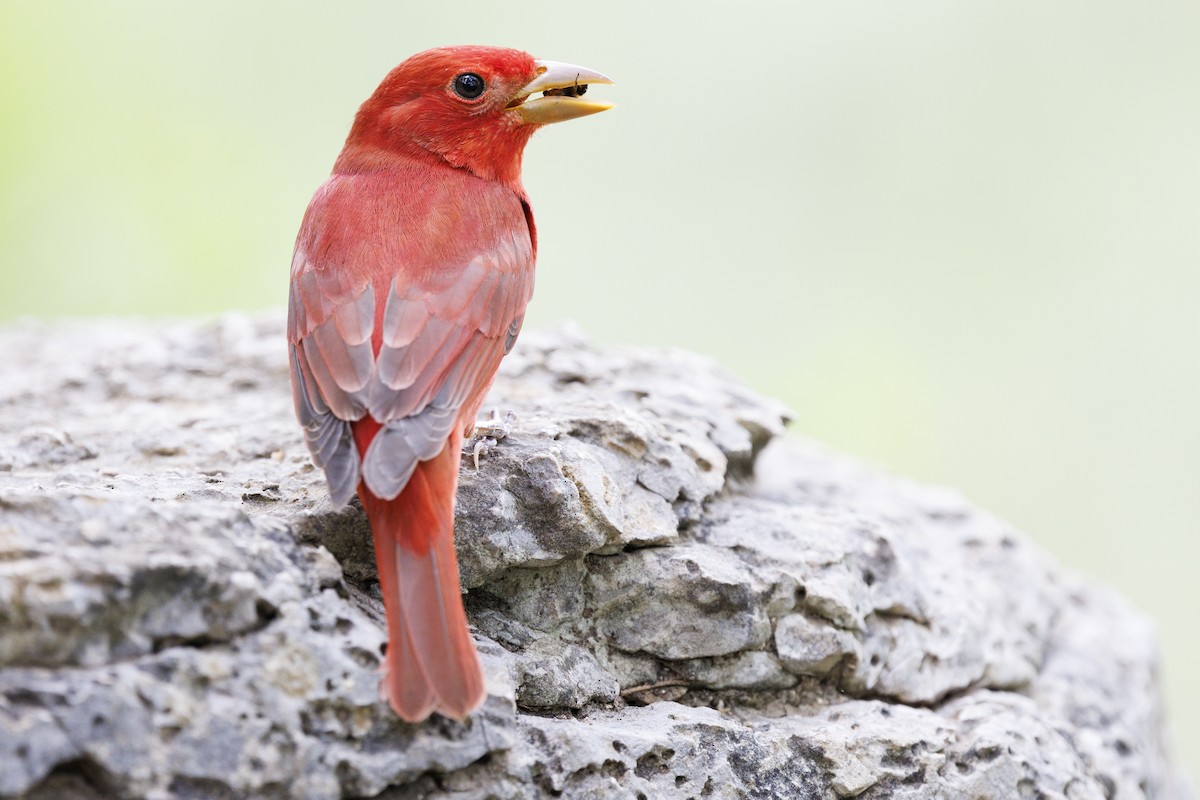 Summer Tanager - ML618178705