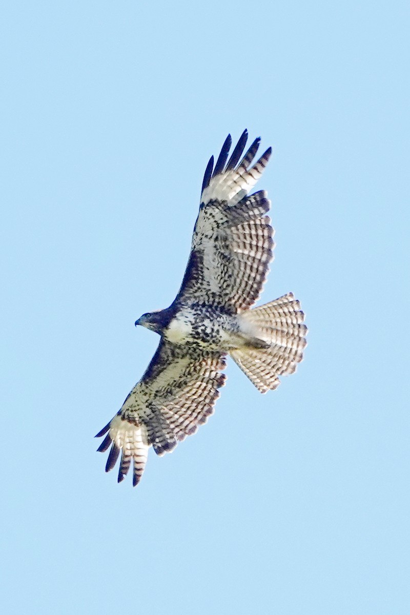 Red-tailed Hawk - ML618178706