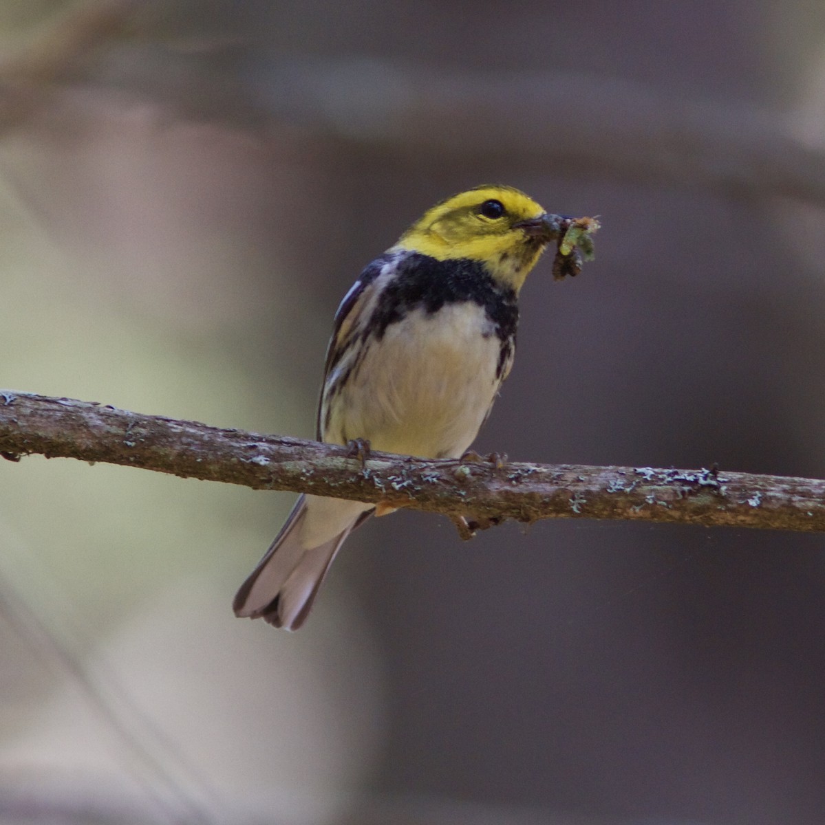 Black-throated Green Warbler - ML61817871