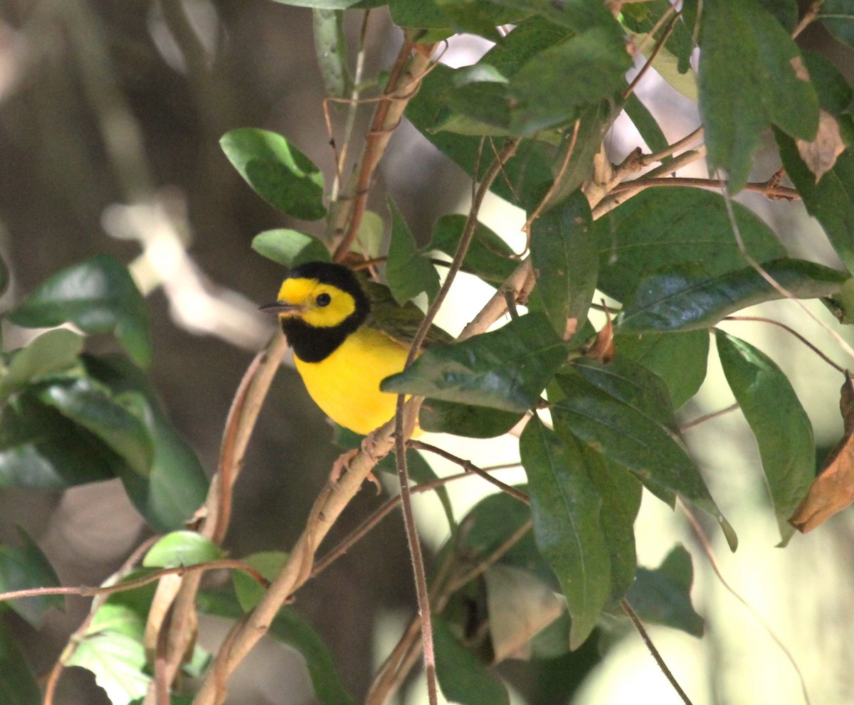 Hooded Warbler - Steve Glover