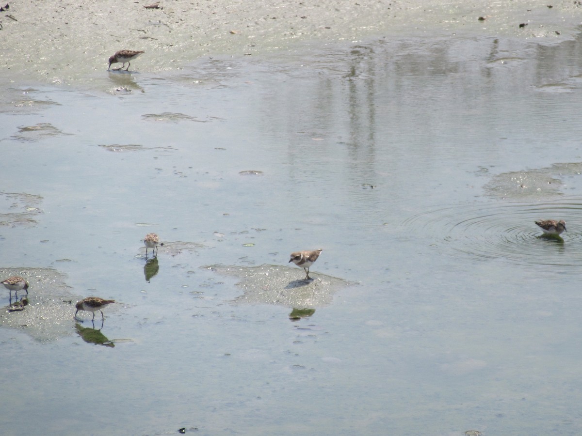 Semipalmated Plover - ML618178775