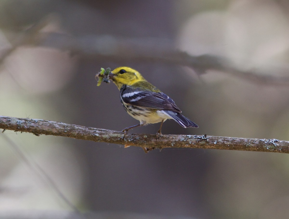 Grünmantel-Waldsänger - ML61817881