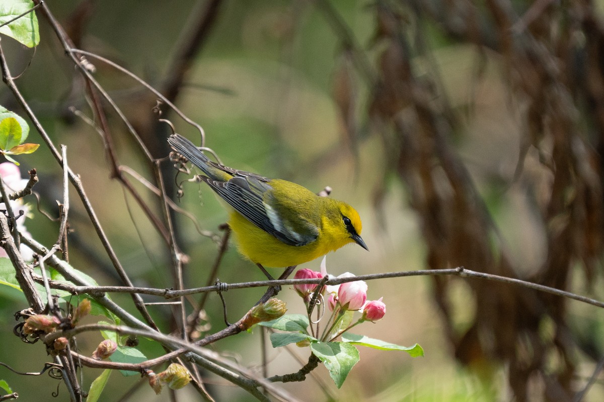 Blue-winged Warbler - ML618178822