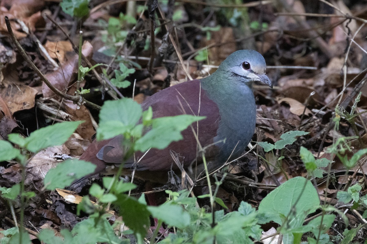 Buff-fronted Quail-Dove - Marcelo Corella